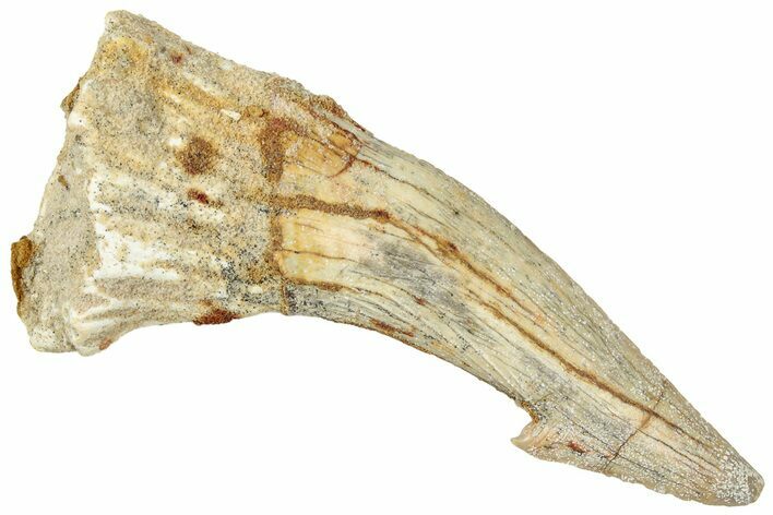 Fossil Sawfish (Onchopristis) Rostral Barb - Morocco #322824